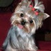 phoca_thumb_l_yorkshire-terrier-0220