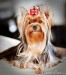 yorkshire-terrier-thumb15450685